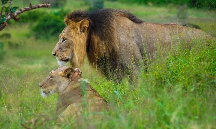 Full Day Safari Tour In Addo Elephant National Park