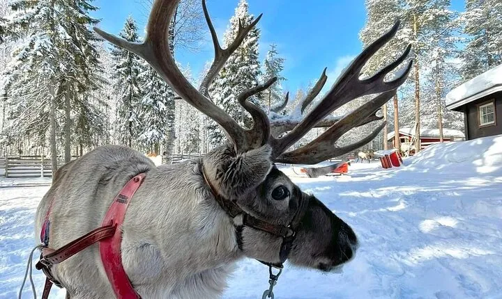 Arctic Huskies & Reindeers, Snowshoeing in Wildness