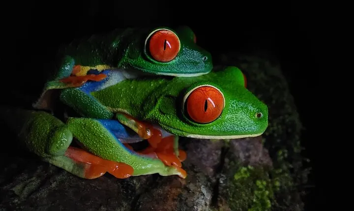 Arenal Night Walk - Snakes, Frogs & Wildlife