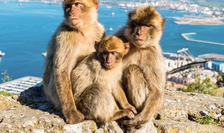 Private Gibraltar Tour from Malaga Puerto Costa del Sol