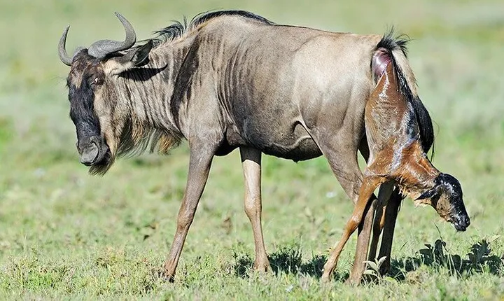 8 Day Exclusive Serengeti Safari Witness the Mara River Crossing