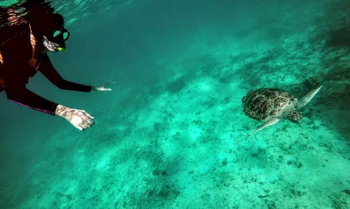 Private Cenote & Snorkeling Tour with Turtles in Akumal