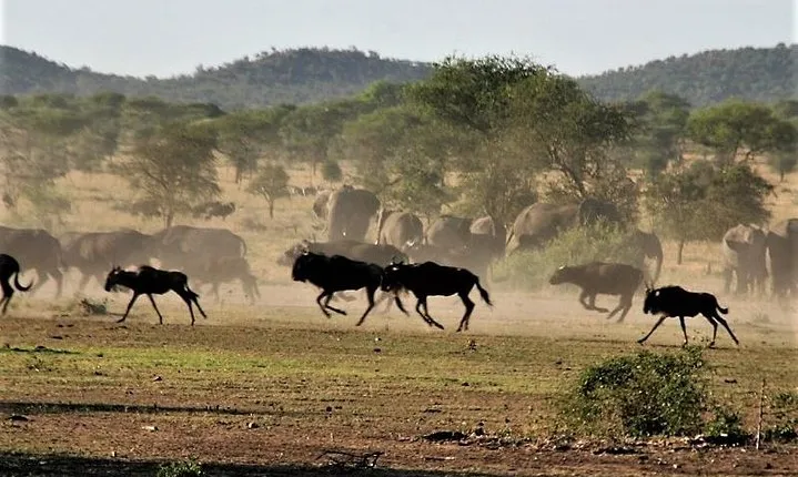 Nine Days: Tarangire-manyara-ngorongor0-serengeti (classic)
