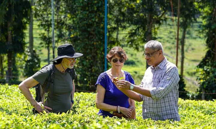 Half Day Thekkady Tea Trail Tour