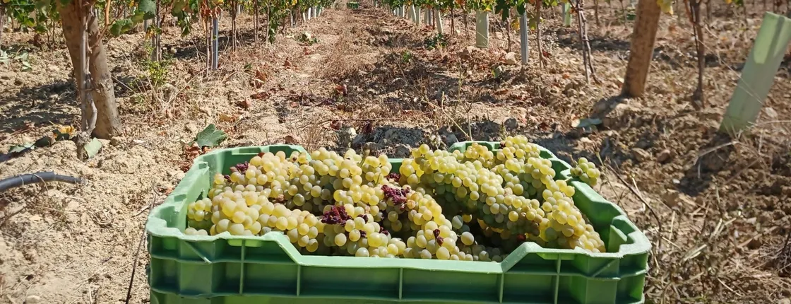 Half-day Bairrada Winery Route tour from Coimbra
