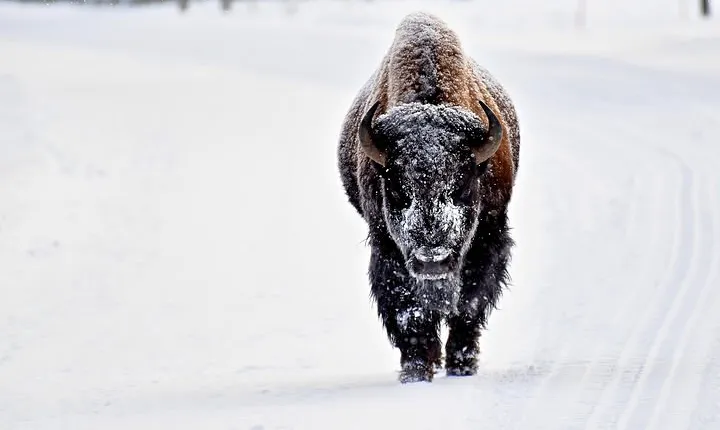 Private Yellowstone Winter Wolf Watching and Wildlife Safari