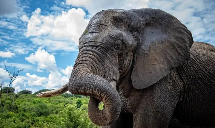 Chobe Full Day Trip