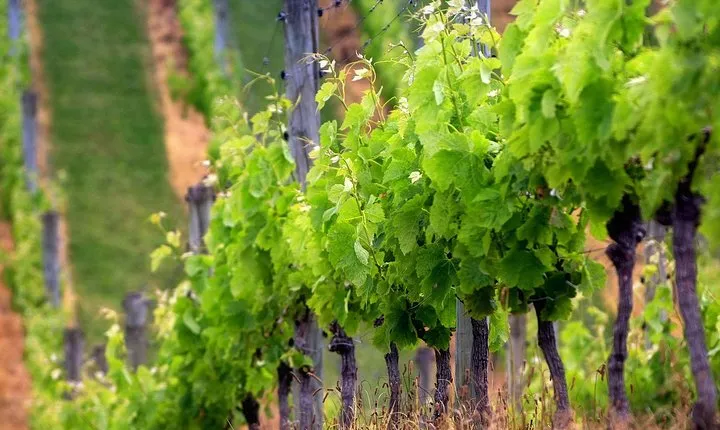 Private Chianti Wine Tour
