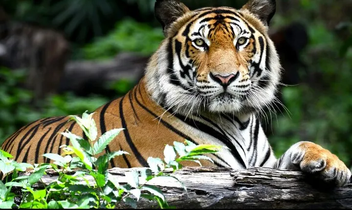 The Maharaja Trail : 5 Days Delhi, Agra, Ranthambhore, Jaipur 