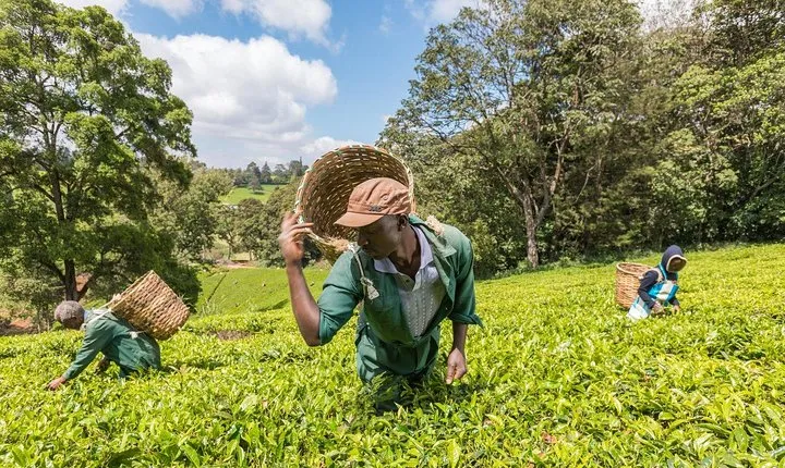 Kiambethu Tea Farm Tour & Lunch From Nairobi