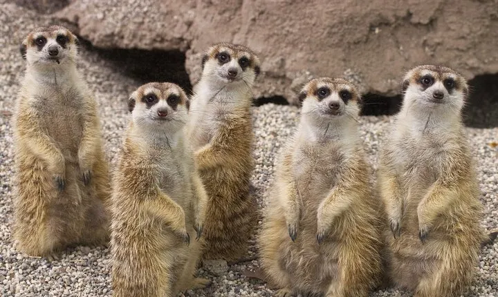 Sacramento Zoo General Admission Ticket