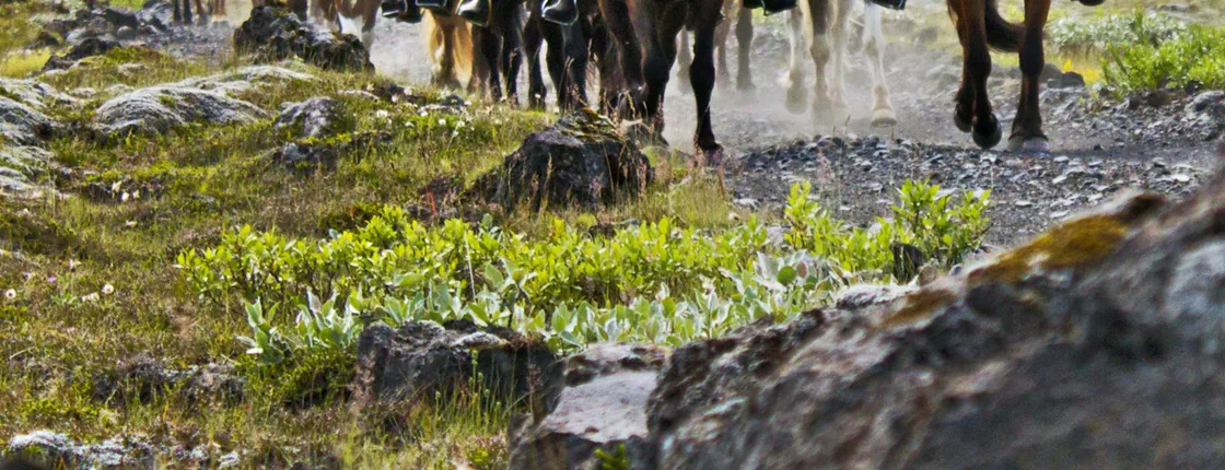 Horse riding tour with Gullfoss, Geysir and Þingvellir