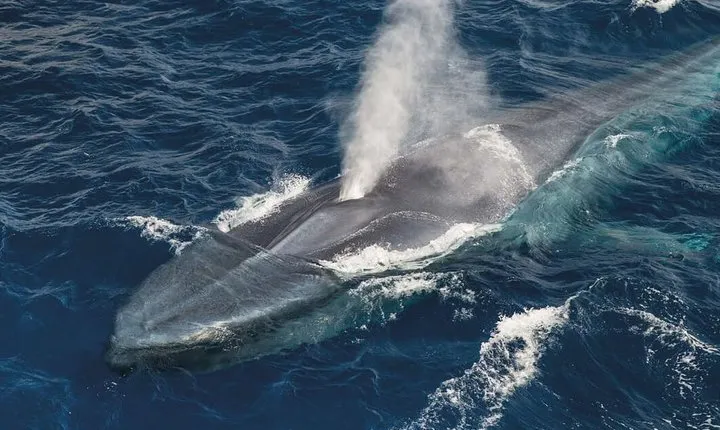 Whale Watching and Jeep Tour