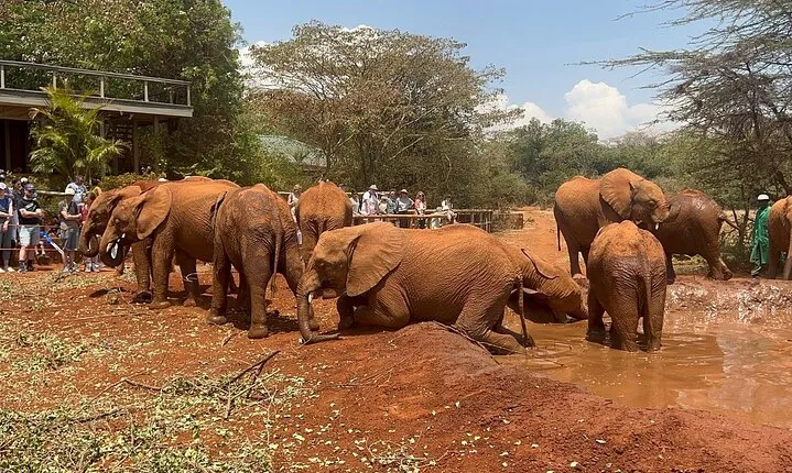Nairobi National Park, Baby Elephant Orphanage and Giraffe Centre