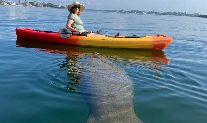 Sarasota Mangrove Tunnel Guided Kayak Adventure