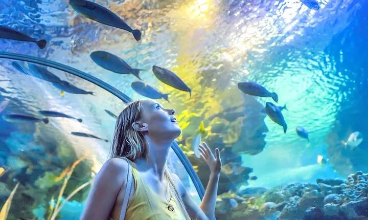 Dubai Aquarium and Underwater Zoo Admission Ticket