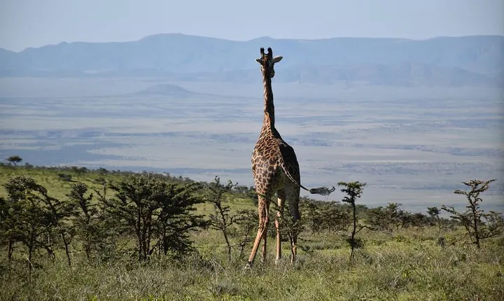 3 Days Wilderness Wanderlust Tanzania Adventure