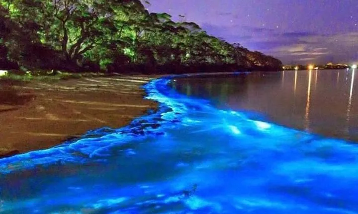 Mesmerizing Luminous Lagoon (Glistening Waters) Night Tour