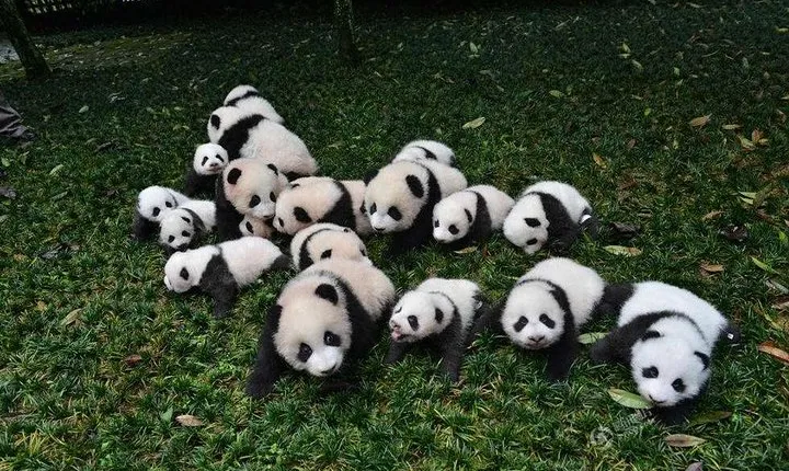 1-Day Dujiangyan Panda Base Volunteer Program Tour from Chengdu