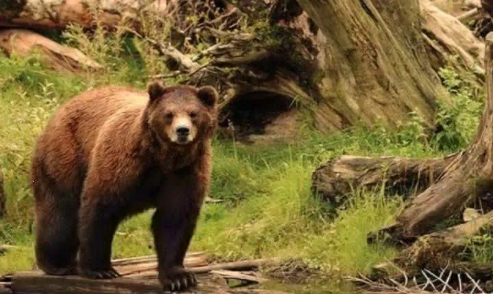 Sitka Shore Excursion: Bears, Raptor Center, & Totem Park Tour (Small Group)