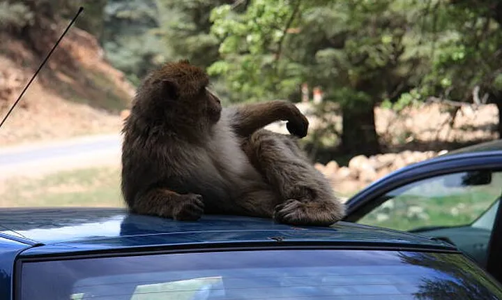 Day Trip From Fes to The Middle Atlas: Imouzzar -Ifrane -Azrou