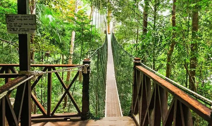 Jungle Odyssey: Unleash Your Adventure in Taman Negara!