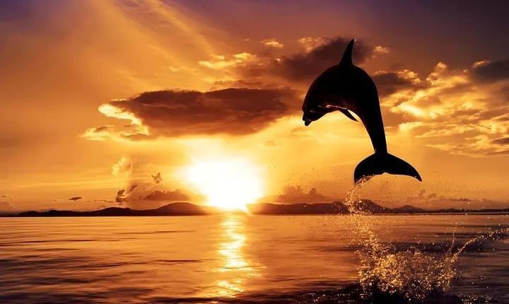 Lovina Sunrise Dolphin Watching and North Bali Tour