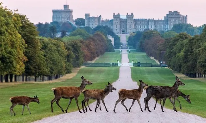 Private One Way or Round Trip Transfer from Heathrow Airport to Windsor