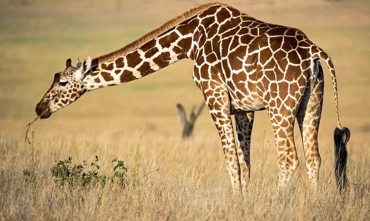 Lake Naivasha and Crescent Island National Park