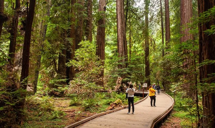 Muir Woods and Sausalito Tour Plus Bay Cruise