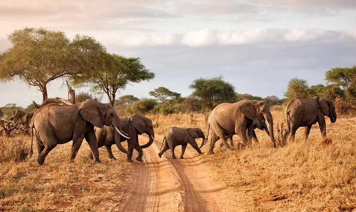 Tarangire Park Day Trip