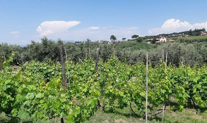 Castelli Romani wine Tour