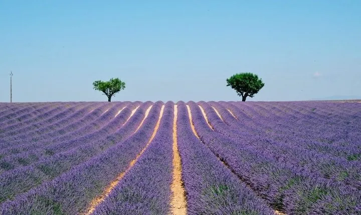 GUIDED TOUR: Lavender fields, the Gorges du Verdon