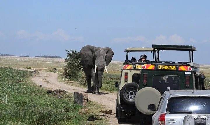  2-Day Amboseli Safari Witness Wildlife & Mt Kilimanjaro View 