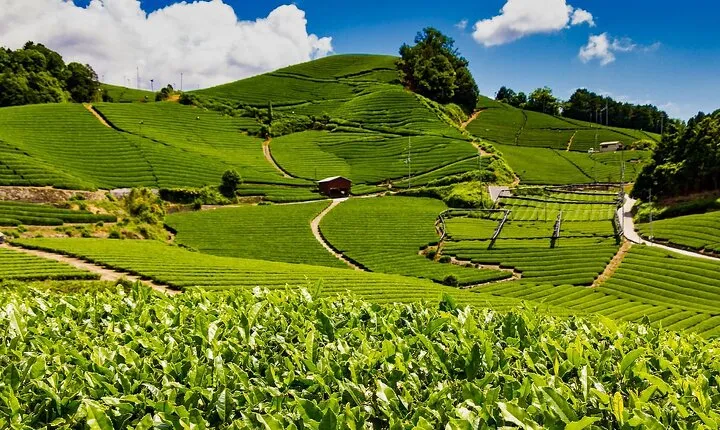 1 Day Matcha Farm Tour with Lunch and Bicycle Rental in Kyoto