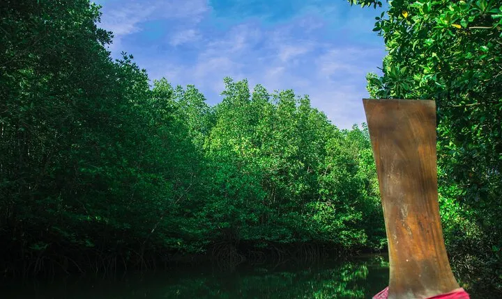 Private Tour Magic Mangrove Paddle in Beef Island Lagoon