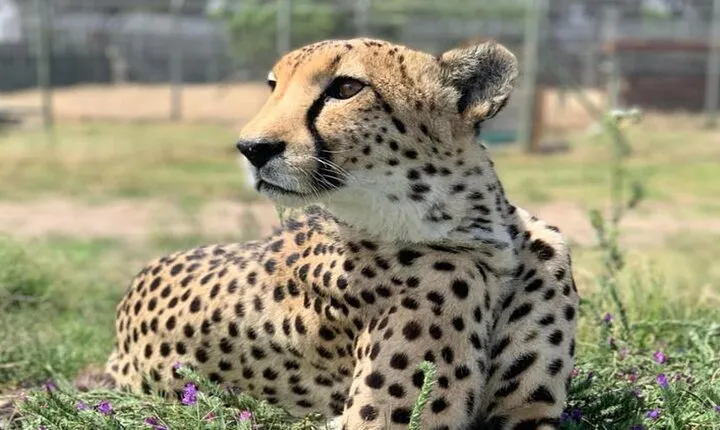 Cheetah Outreach and Award-Winning Winelands Full Day Tour