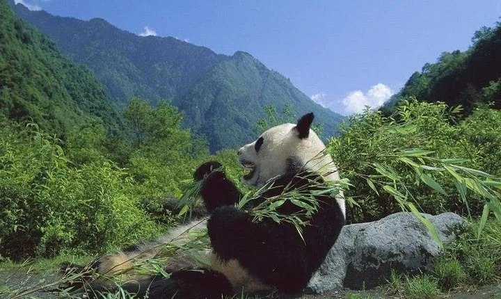 Private Wolong Panda Base and Earthquake Site Day Tour