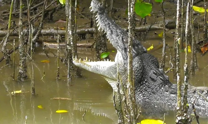 1-Hour Daintree River wildlife cruise