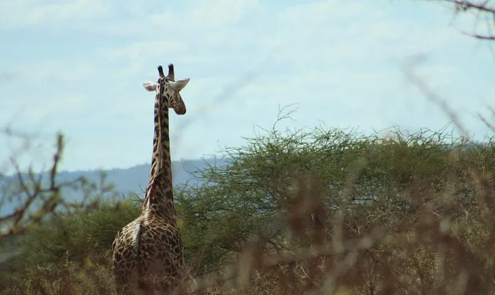 3-Day Tsavo West Safari from Mombasa