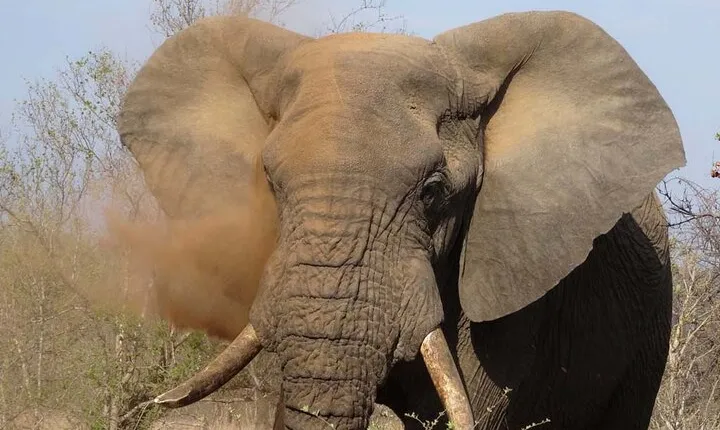 8 Days Wildlife Safari 