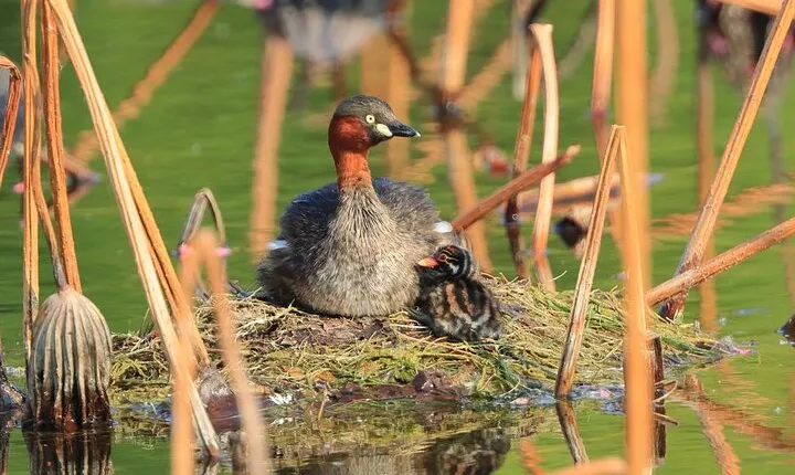 5-Hour Summer Palace & Old Summer Palace Private Walking Tour with Lunch Option