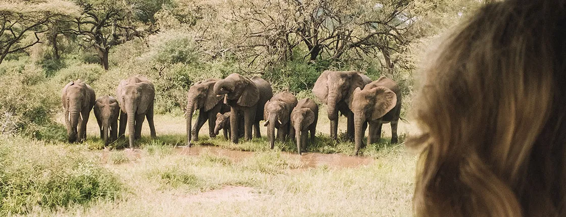 Tanzania Big Game Safari