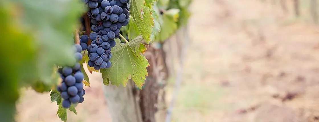 Winery and Pamukkale sunset guided tour with pick-up and dinner