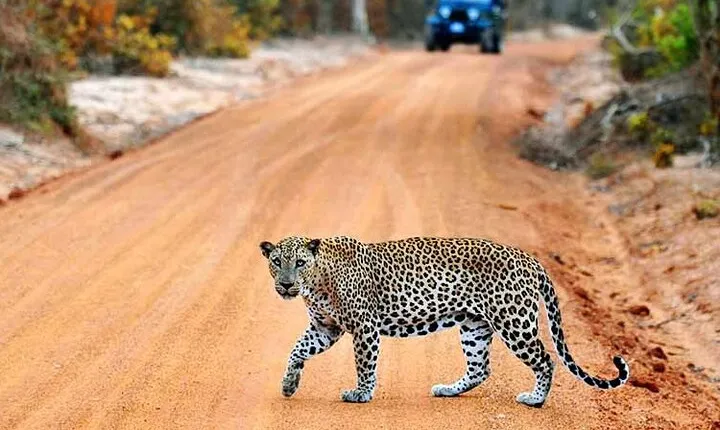 Wilpattu National Park Jeep Safari from Negombo / Waikkal (All Inclusive)