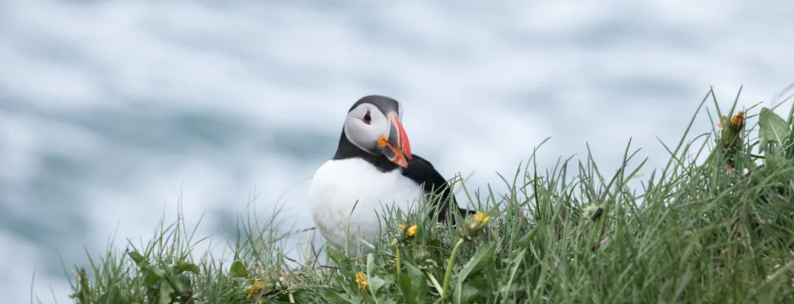 Puffin tour Iceland: Húsavík whale watching and puffins