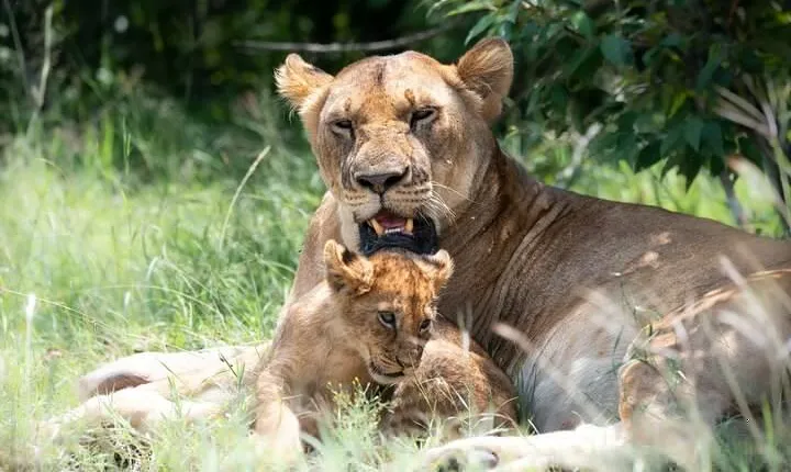 Private 4 Days Tour in Serengeti Safari