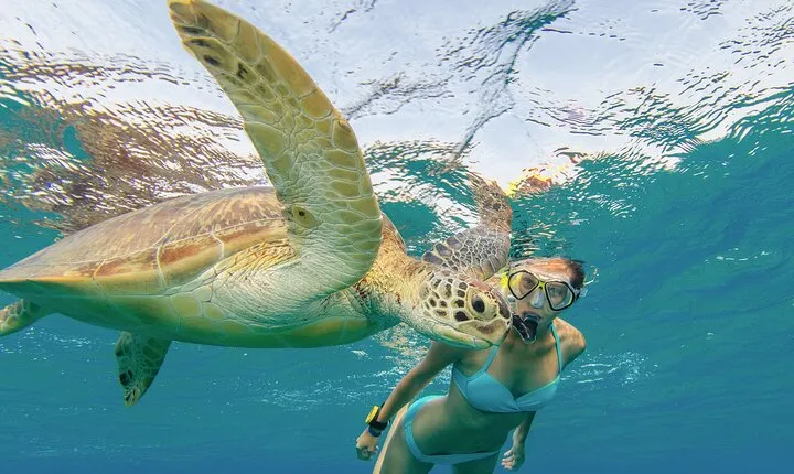 Snorkeling with Turtle/Water Scooter/Paddleboard Adventures Oahu