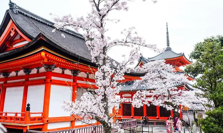 Private & Unique Kyoto Cherry Blossom "Sakura" Experience