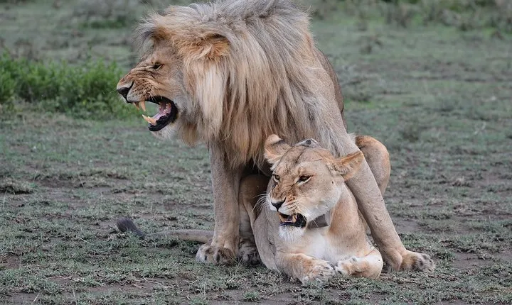 Tanzania Experience Safari and Tours